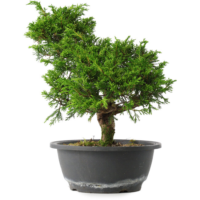 Juniperus chinensis Itoigawa, 27 cm, ± 15 anni