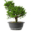 Juniperus chinensis Itoigawa, 27 cm, ± 15 anni