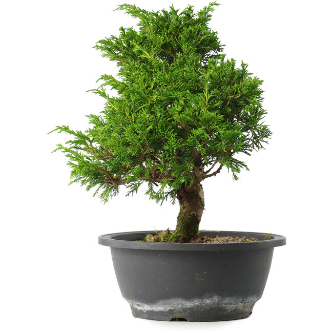 Juniperus chinensis Itoigawa, 27 cm, ± 15 Jahre alt
