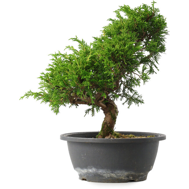 Juniperus chinensis Itoigawa, 27 cm, ± 15 años