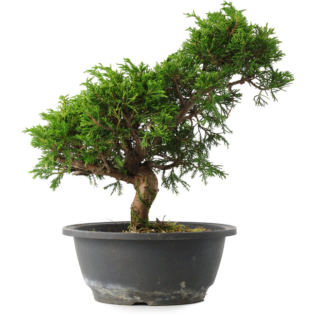 Juniperus chinensis Itoigawa, 27 cm, ± 15 Jahre alt