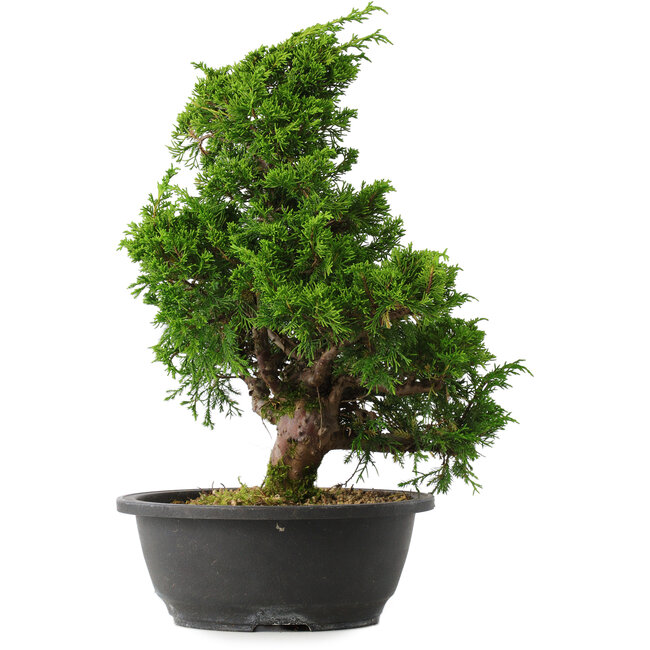 Juniperus chinensis Itoigawa, 34,5 cm, ± 15 jaar oud