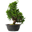 Juniperus chinensis Itoigawa, 34,5 cm, ± 15 jaar oud