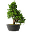 Juniperus chinensis Itoigawa, 34,5 cm, ± 15 jaar oud