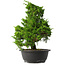 Juniperus chinensis Itoigawa, 34,5 cm, ± 15 jaar oud