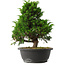 Juniperus chinensis Itoigawa, 31,5 cm, ± 15 jaar oud