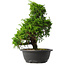 Juniperus chinensis Itoigawa, 34,5 cm, ± 15 jaar oud