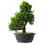Juniperus chinensis Itoigawa, 34,5 cm, ± 15 jaar oud