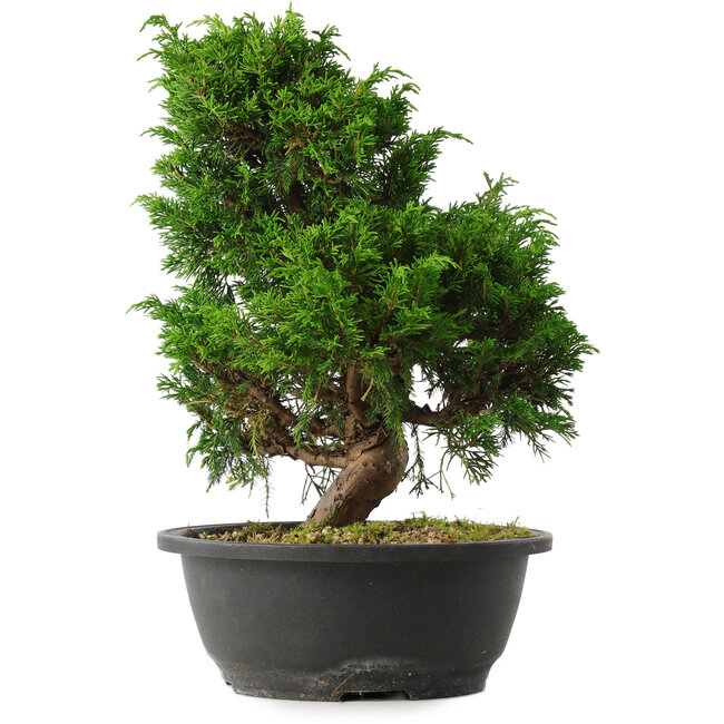 Juniperus chinensis Itoigawa, 31,5 cm, ± 15 años