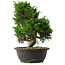 Juniperus chinensis Itoigawa, 31,5 cm, ± 15 jaar oud