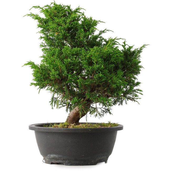 Juniperus chinensis Itoigawa, 31,5 cm, ± 15 jaar oud