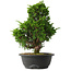 Juniperus chinensis Itoigawa, 34,5 cm, ± 15 jaar oud