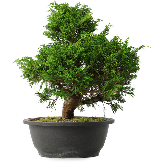 Juniperus chinensis Itoigawa, 31,5 cm, ± 15 años