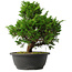 Juniperus chinensis Itoigawa, 31,5 cm, ± 15 jaar oud