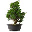 Juniperus chinensis Itoigawa, 34,5 cm, ± 15 jaar oud