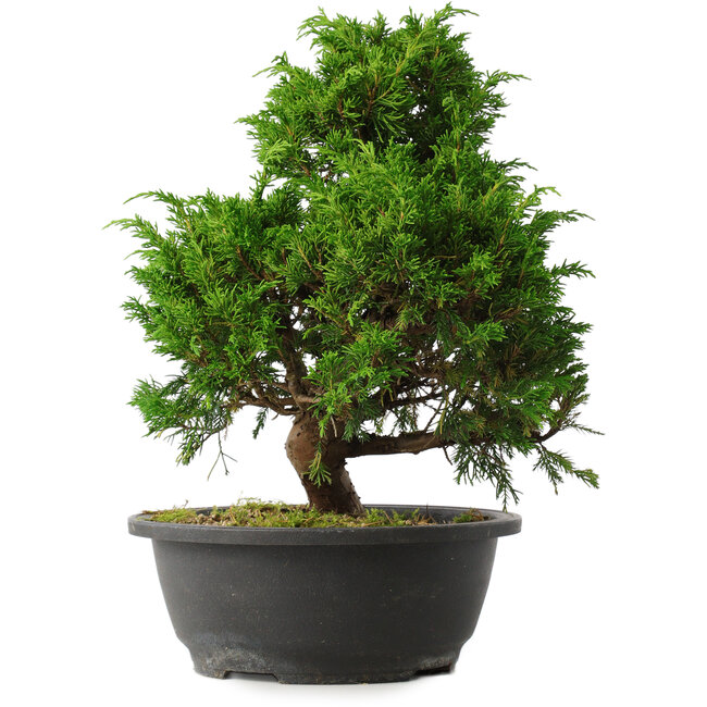 Juniperus chinensis Itoigawa, 31,5 cm, ± 15 years old