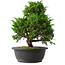 Juniperus chinensis Itoigawa, 31,5 cm, ± 15 jaar oud