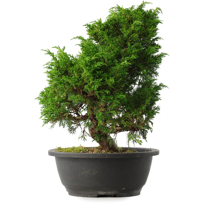 Juniperus chinensis Itoigawa, 31,5 cm, ± 15 jaar oud