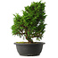Juniperus chinensis Itoigawa, 31,5 cm, ± 15 jaar oud