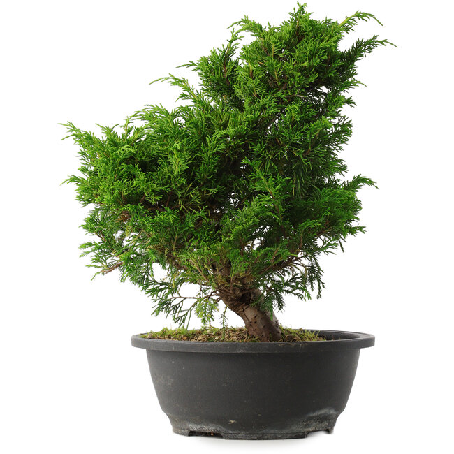 Juniperus chinensis Itoigawa, 31,5 cm, ± 15 jaar oud