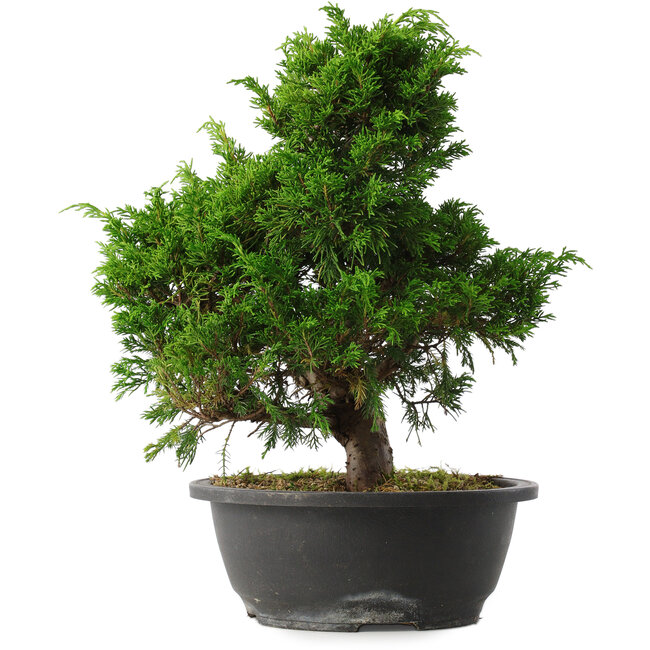 Juniperus chinensis Itoigawa, 31,5 cm, ± 15 ans