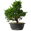 Juniperus chinensis Itoigawa, 31,5 cm, ± 15 jaar oud
