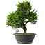 Juniperus chinensis Itoigawa, 33 cm, ± 15 jaar oud