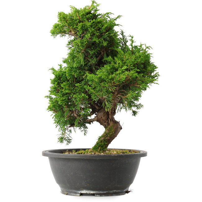 Juniperus chinensis Itoigawa, 33 cm, ± 15 years old