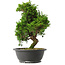 Juniperus chinensis Itoigawa, 33 cm, ± 15 jaar oud