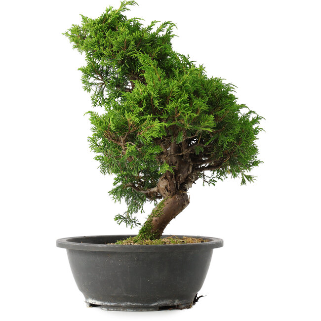 Juniperus chinensis Itoigawa, 33 cm, ± 15 years old