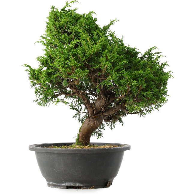 Juniperus chinensis Itoigawa, 33 cm, ± 15 años