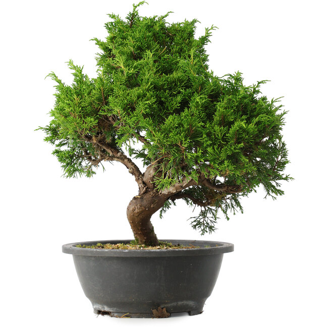 Juniperus chinensis Itoigawa, 33 cm, ± 15 Jahre alt