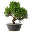 Juniperus chinensis Itoigawa, 33 cm, ± 15 jaar oud