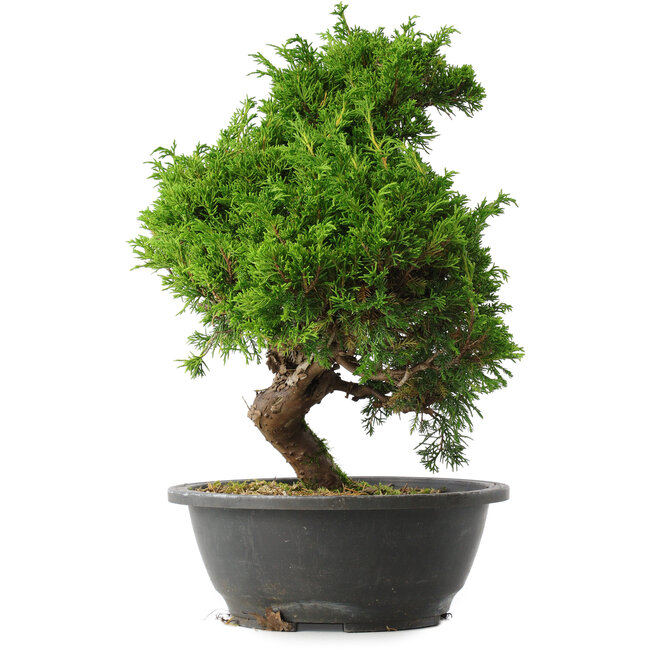 Juniperus chinensis Itoigawa, 33 cm, ± 15 años