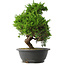 Juniperus chinensis Itoigawa, 33 cm, ± 15 Jahre alt