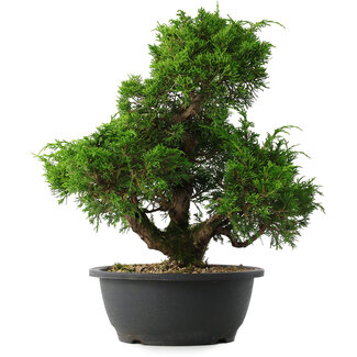Juniperus chinensis Itoigawa, 33 cm, ± 15 jaar oud