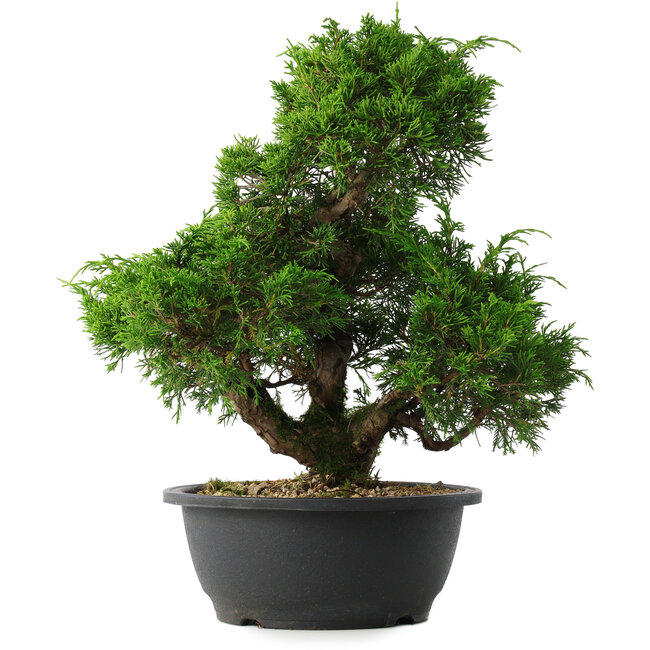 Juniperus chinensis Itoigawa, 33 cm, ± 15 jaar oud