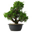 Juniperus chinensis Itoigawa, 33 cm, ± 15 ans