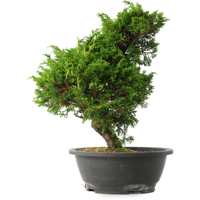 Juniperus chinensis Itoigawa, 33 cm, ± 15 jaar oud