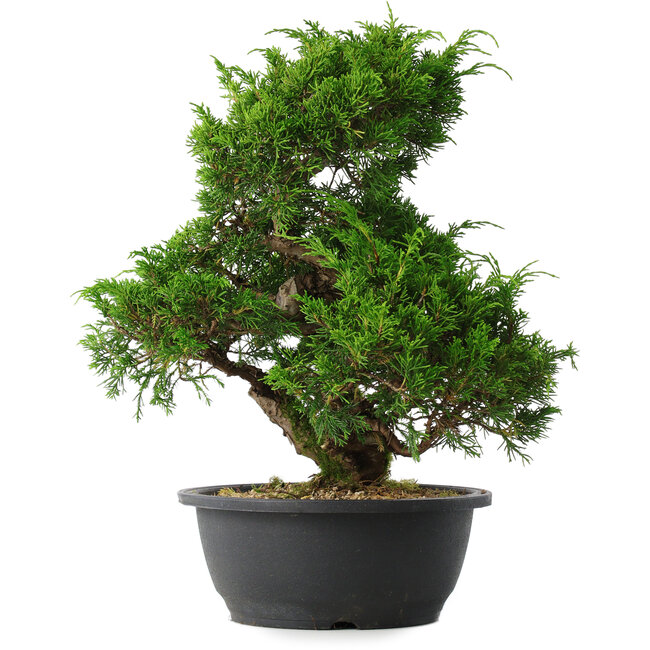 Juniperus chinensis Itoigawa, 33 cm, ± 15 ans