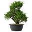 Juniperus chinensis Itoigawa, 33 cm, ± 15 ans