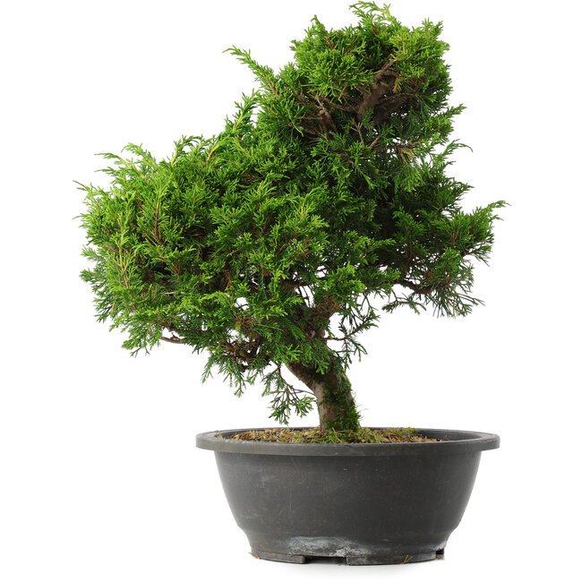 Juniperus chinensis Itoigawa, 33 cm, ± 15 Jahre alt