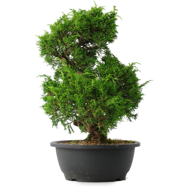 Juniperus chinensis Itoigawa, 33 cm, ± 15 años
