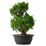 Juniperus chinensis Itoigawa, 33 cm, ± 15 ans