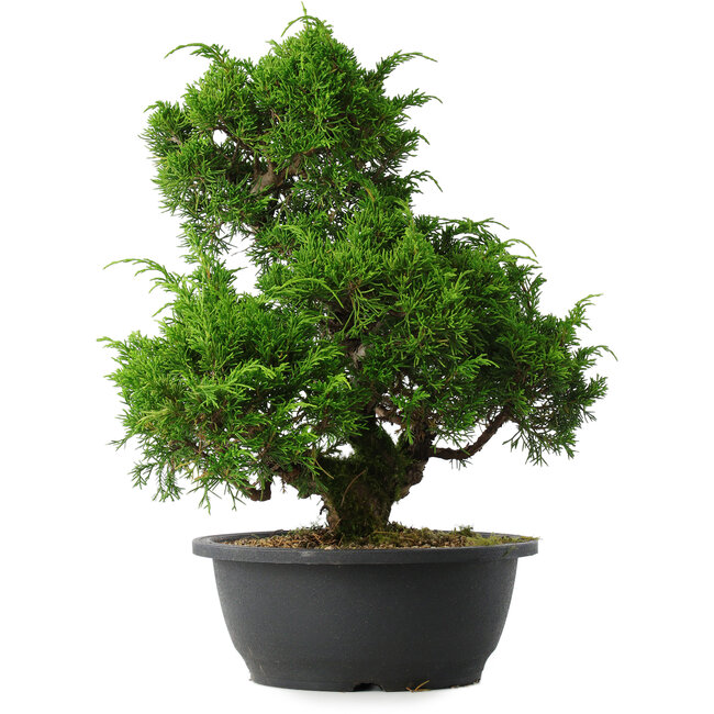 Juniperus chinensis Itoigawa, 33 cm, ± 15 ans