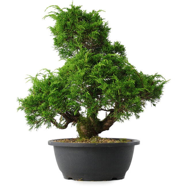 Juniperus chinensis Itoigawa, 33 cm, ± 15 anni