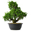 Juniperus chinensis Itoigawa, 33 cm, ± 15 jaar oud