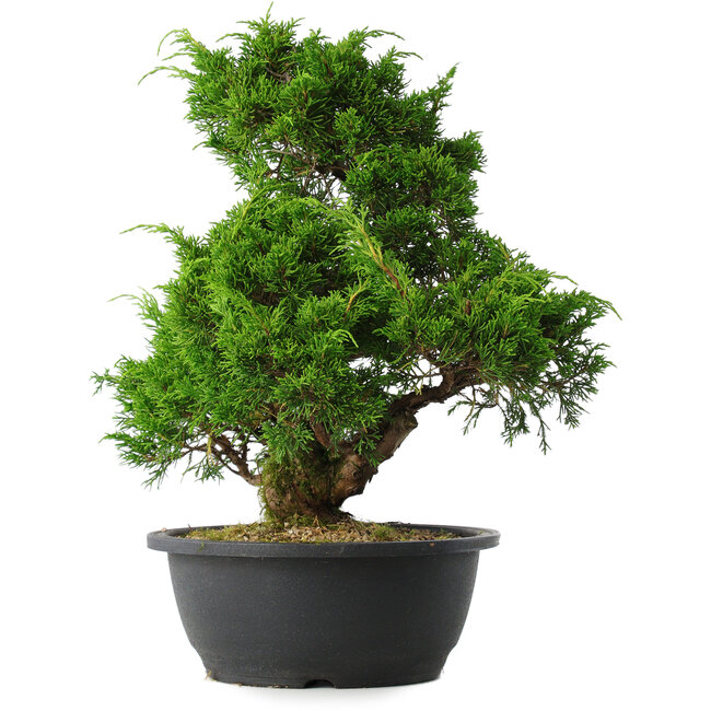 Juniperus chinensis Itoigawa, 33 cm, ± 15 Jahre alt
