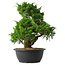 Juniperus chinensis Itoigawa, 33 cm, ± 15 ans