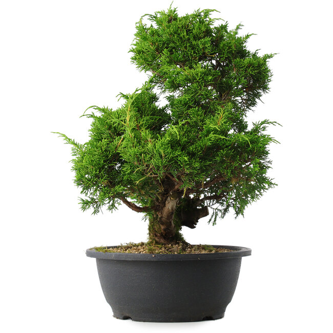 Juniperus chinensis Itoigawa, 33 cm, ± 15 años